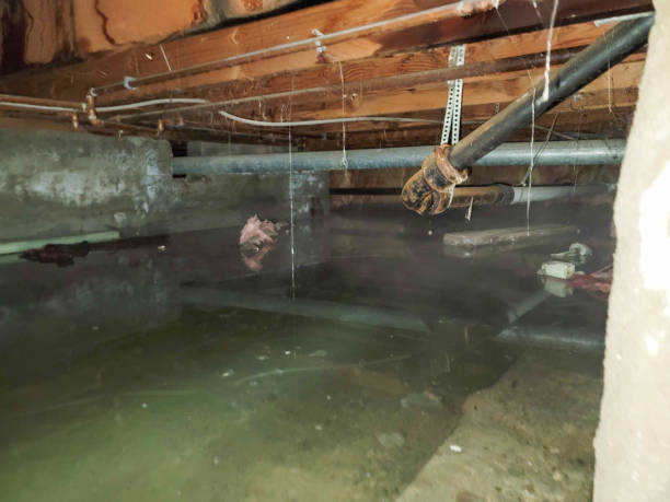 Best Water damage restoration near me  in Fort Belknap Agency, MT